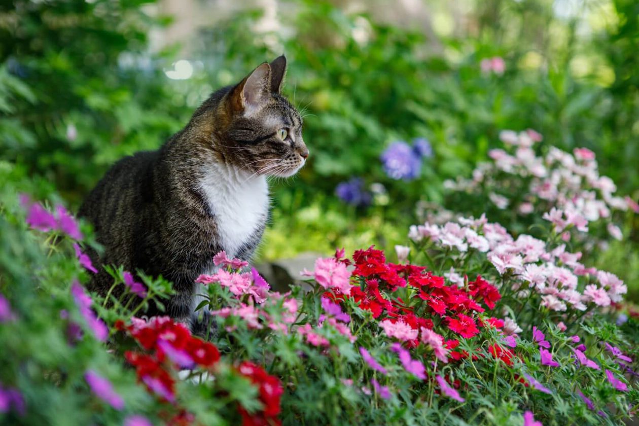 Da li su cvetovi karanfila toksični za mačke, pse i druge životinje?