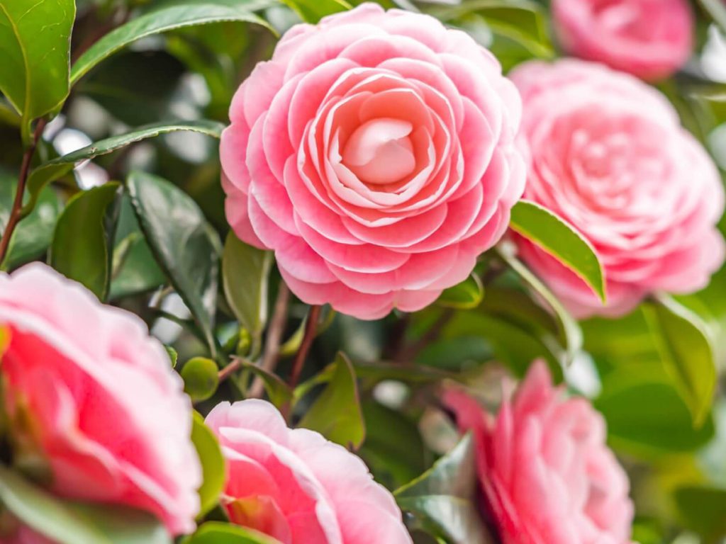 Vodic za negu i uzgoj biljaka Camellia Japonica osnovni saveti
