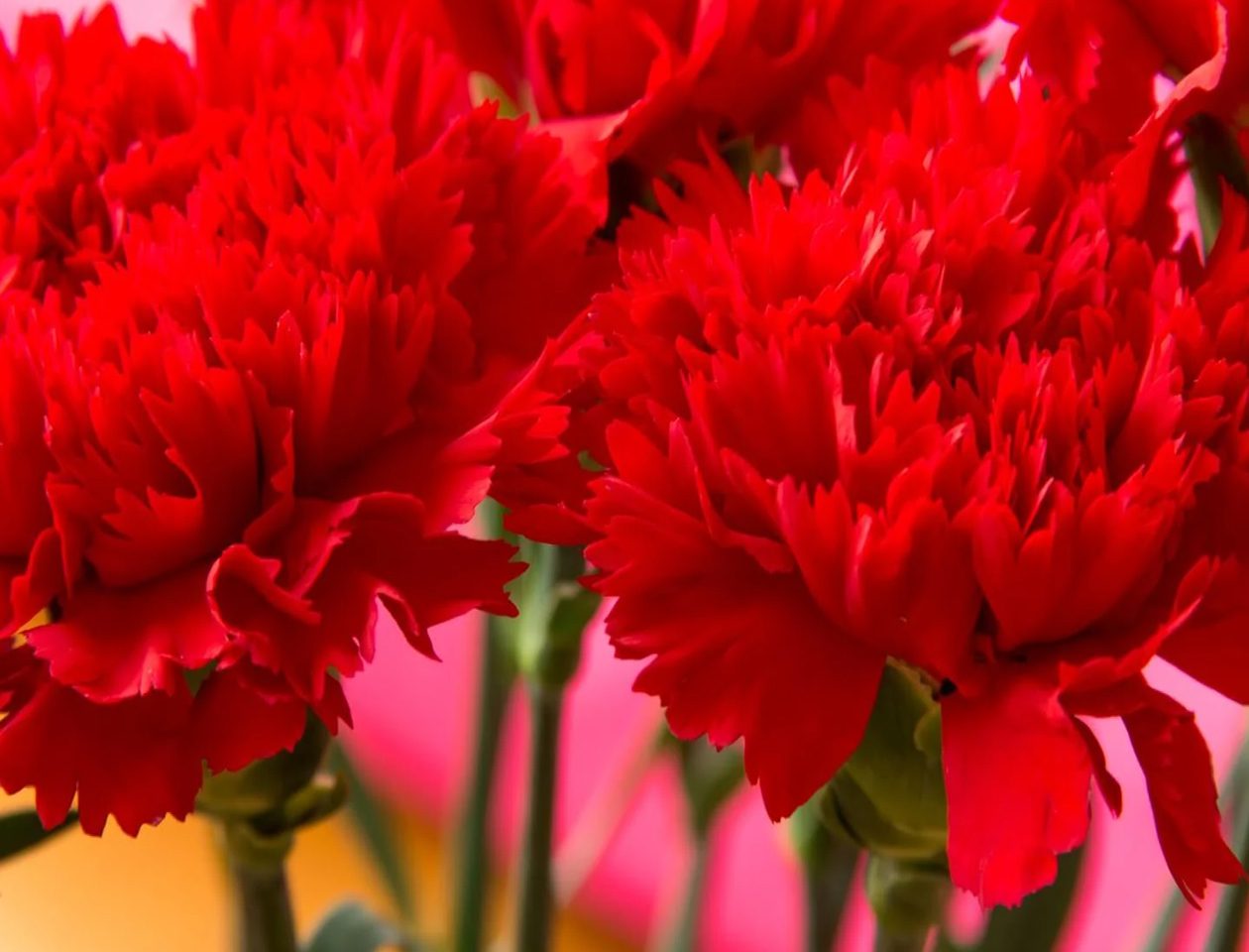 Zašto su karanfili španski nacionalni cvet?