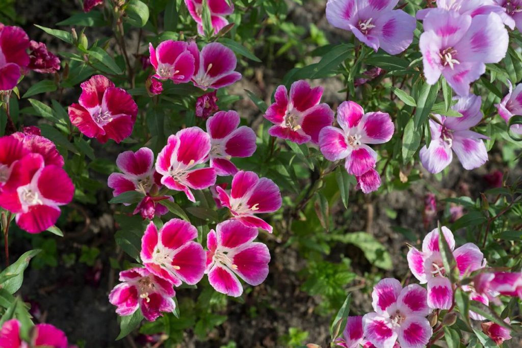 Znacenje cveta klarkije simbolika upotreba i saveti za uzgoj