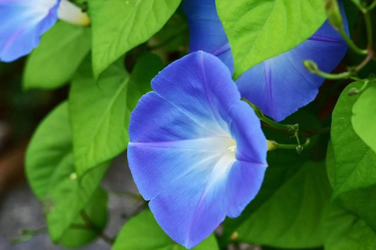 75 plavih cveća sa imenima, slikama i savetima za uzgoj
