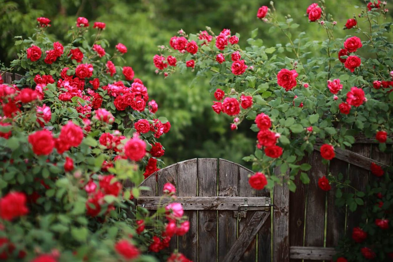 Gde posaditi ruže u bašti