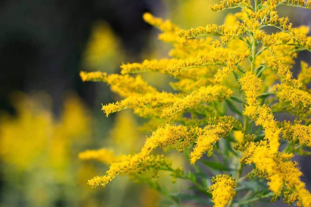 Zlatna sipka Solidago dubinski pogled na njihovo znacenje simbolizam i kulturni znacaj