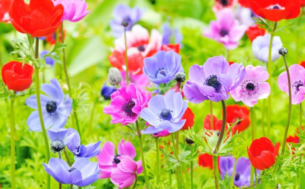 Znacenje cveta anemone simbolika i znacaj boje u cvecu jezika