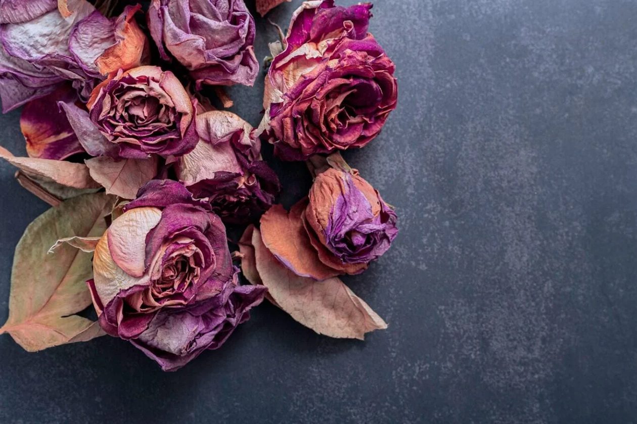 5 jednostavnih metoda za sušenje ruža: vodič korak po korak