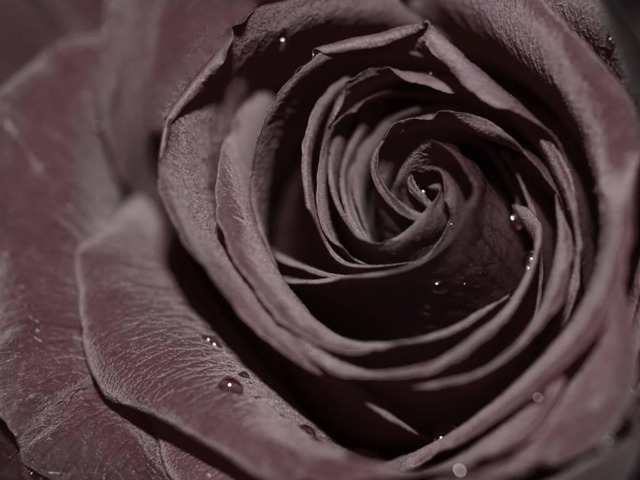 Crne ruže: njihovo duboko i misteriozno značenje i simbolika