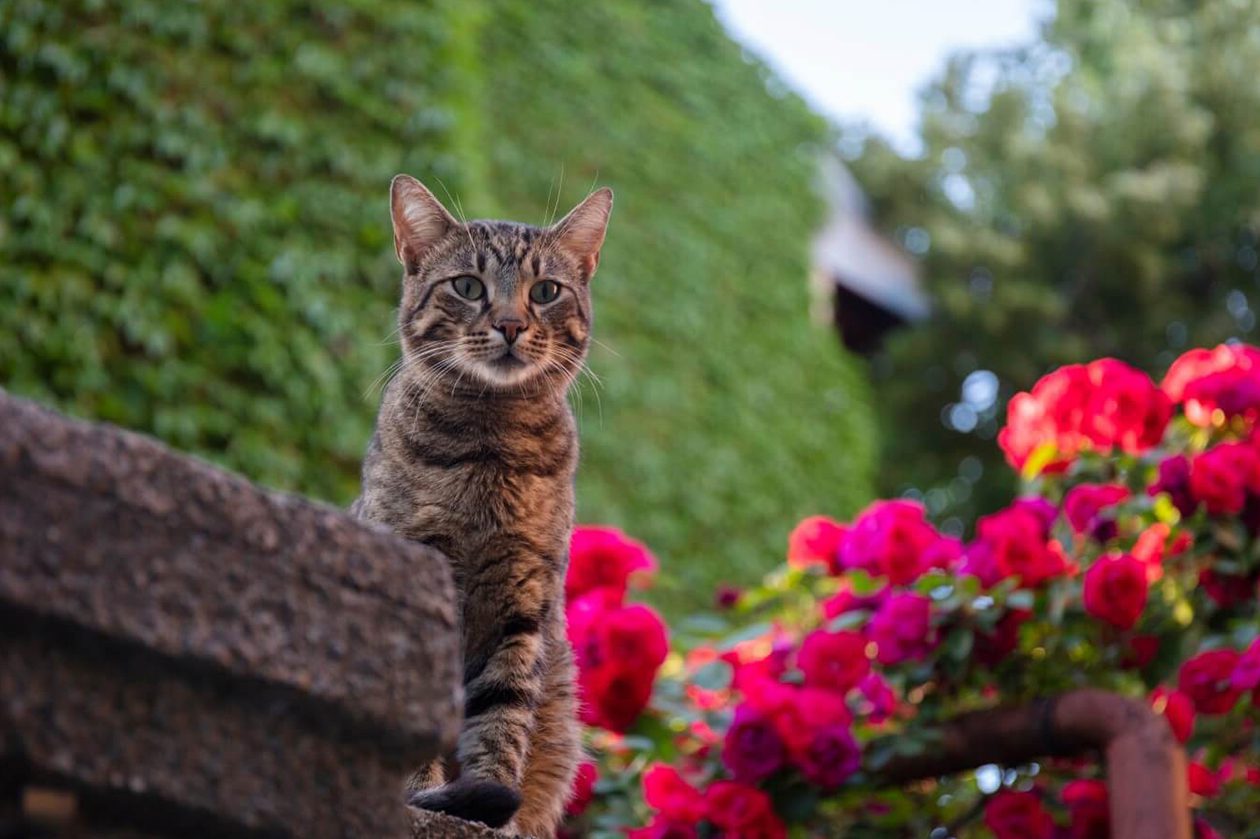 Da li su ruže otrovne za mačke? Osnovni vodič za vlasnike kućnih ljubimaca