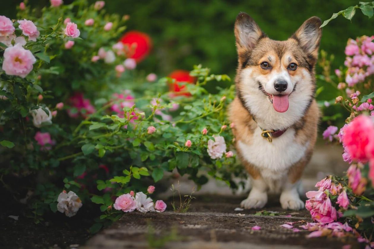 Da li su ruže otrovne za pse? Osnovni vodič za vlasnike kućnih ljubimaca