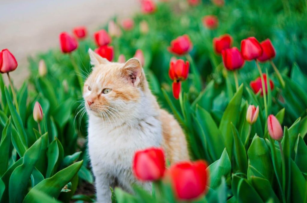 Da li su tulipani otrovni za macke pse i druge kucne ljubimce