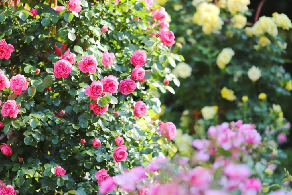 Zavicajno podrucje cveta ruze i pogodne zone gajenja