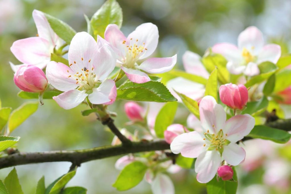 Znacenje cveta jabuke otkrivanje kulturnih prica mitova i simbolizma