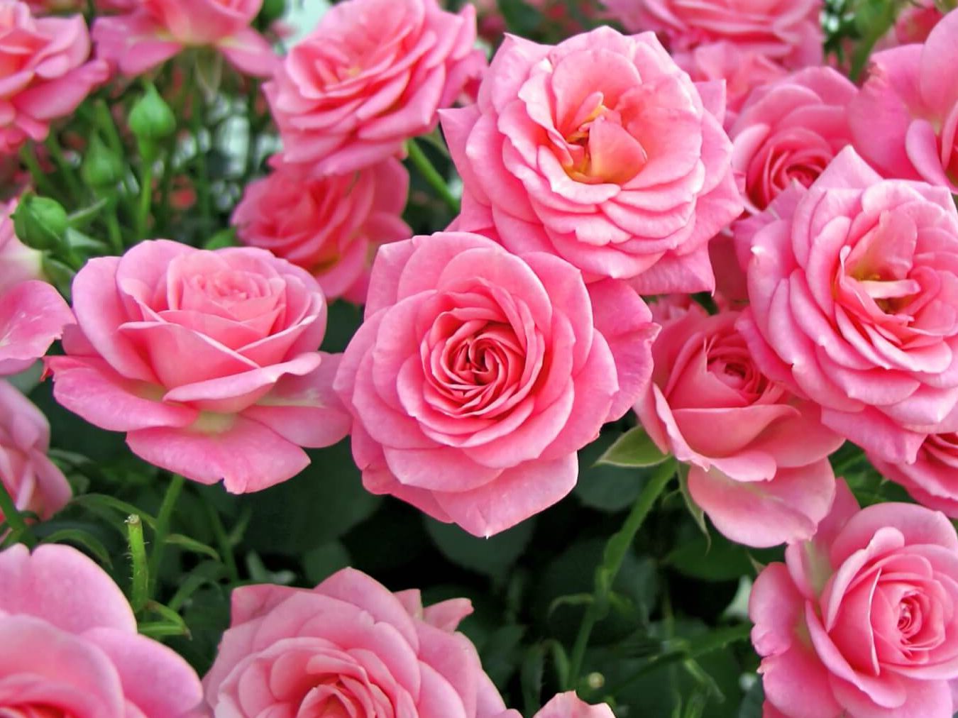 12 neverovatnih upotreba i prednosti ruža