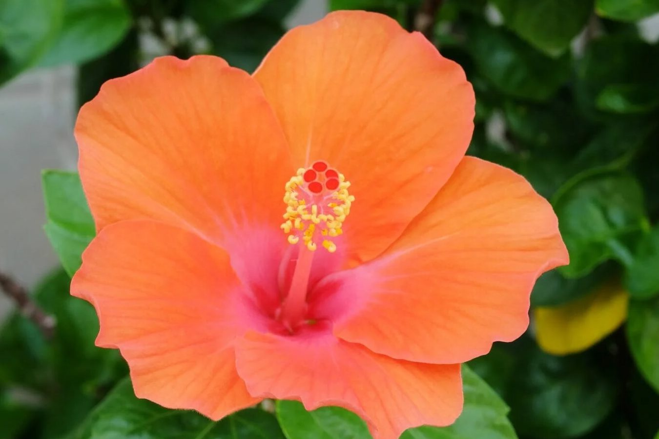 12 prelepih vrsta narandžastog cveća hibiskusa