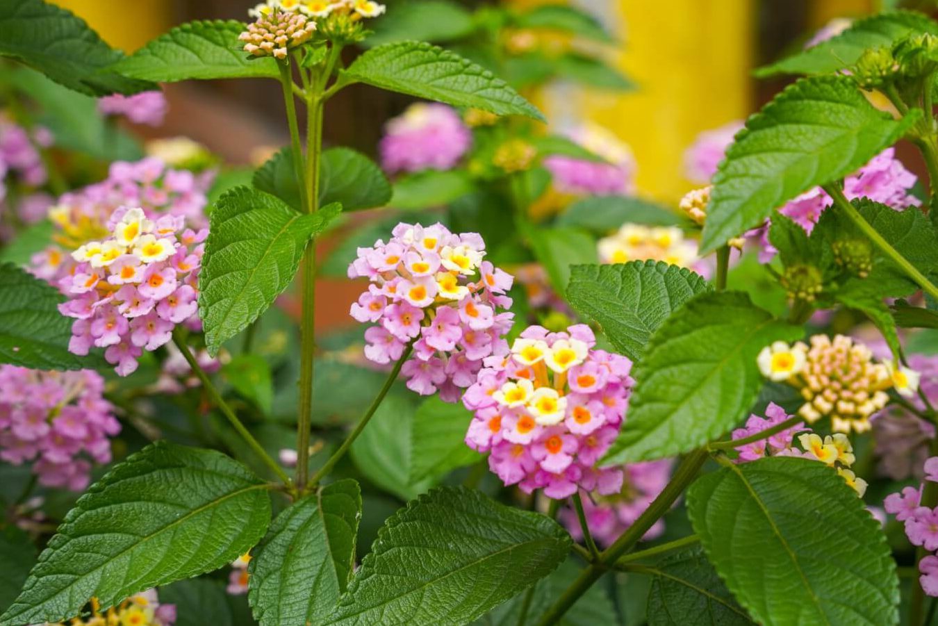 40 najboljih biljaka protiv komaraca za vašu baštu i dvorište