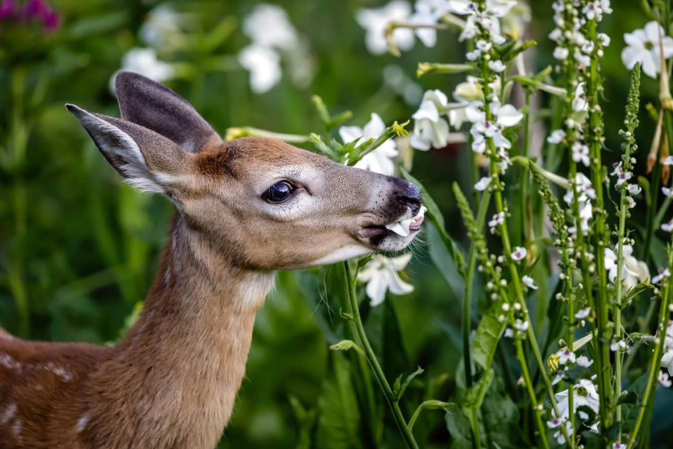 50 cveća i biljaka otpornih na jelene (+ moji osnovni saveti u bašti za zaštitu od jelena)
