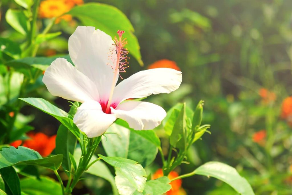 Cvece havajskog hibiskusa popularne vrste saveti za uzgoj i negu