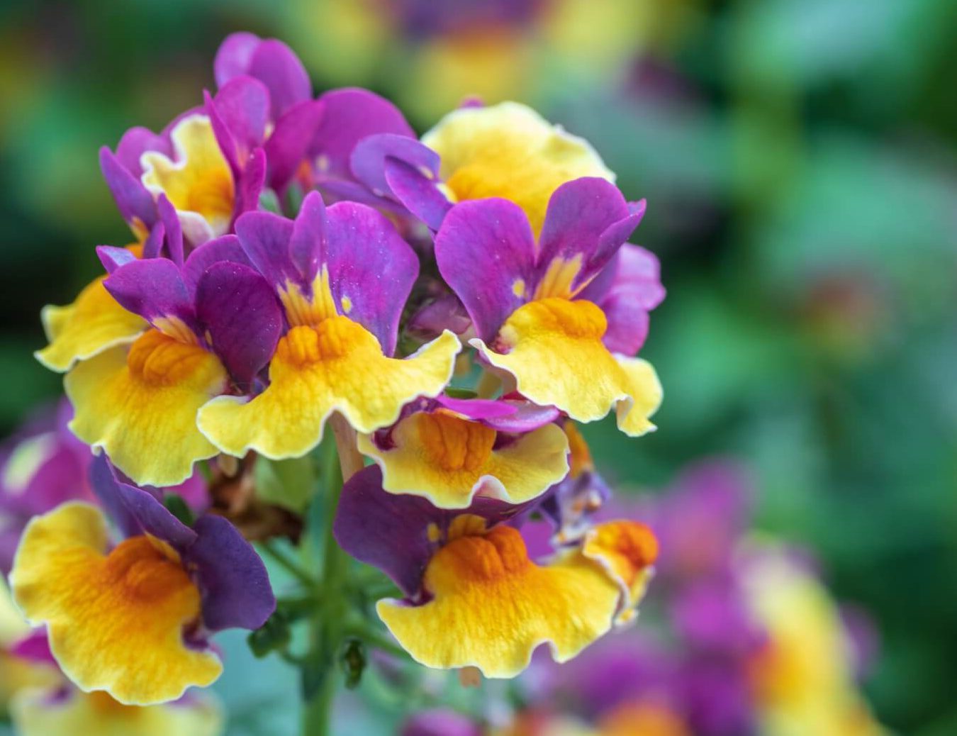 Cveće koje počinje sa ‘N’: 50 prelepih sorti kojima se divite