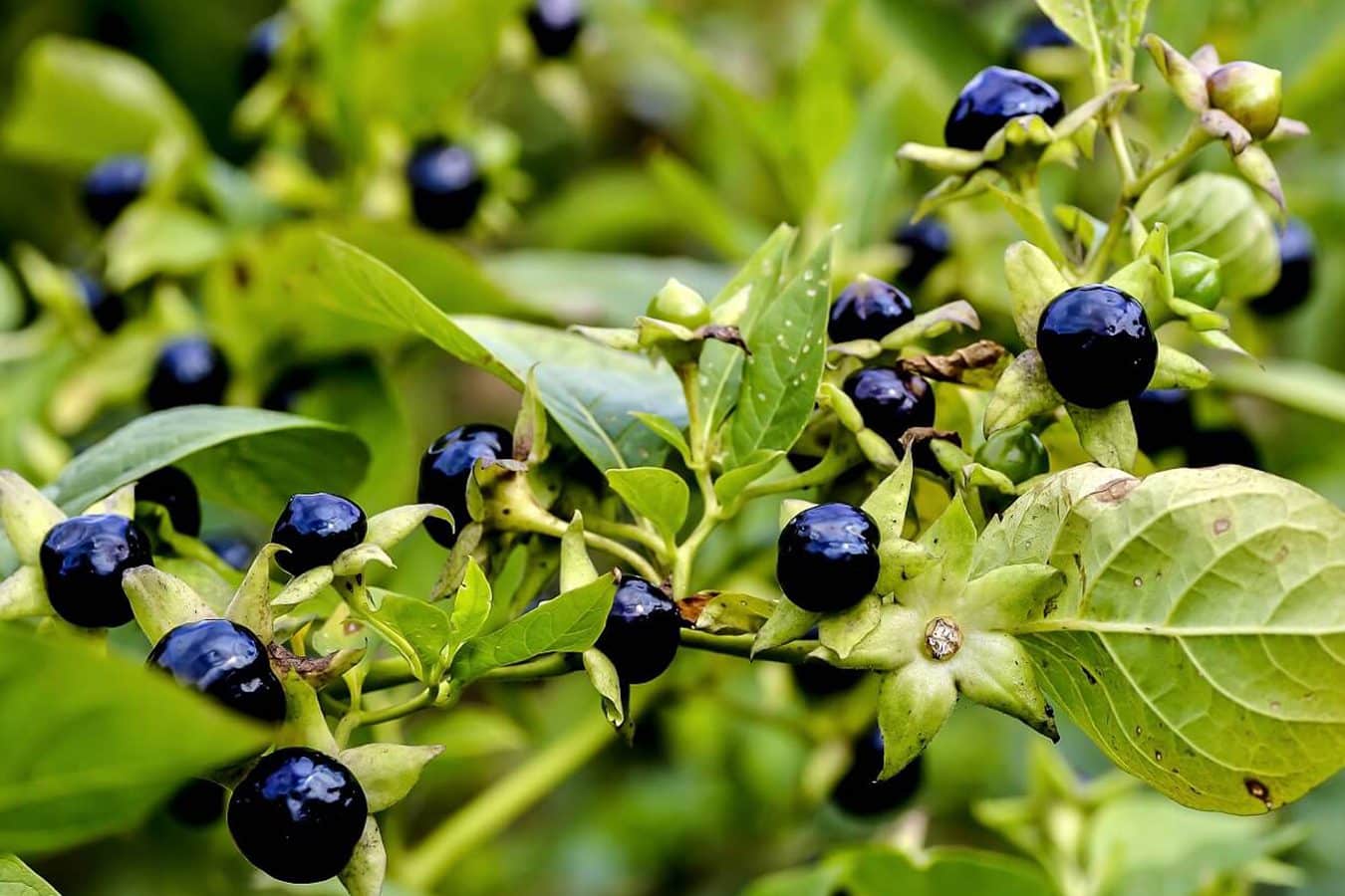 Deadli Nightshade (Atropa belladonna): Vaš kompletan vodič