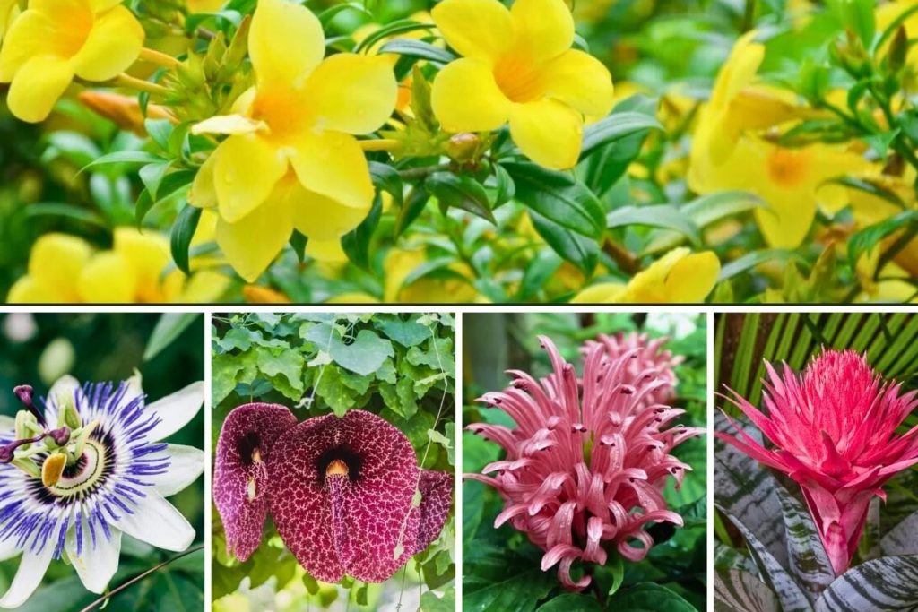 autohtonih brazilskih cveca i biljaka kojima se divite