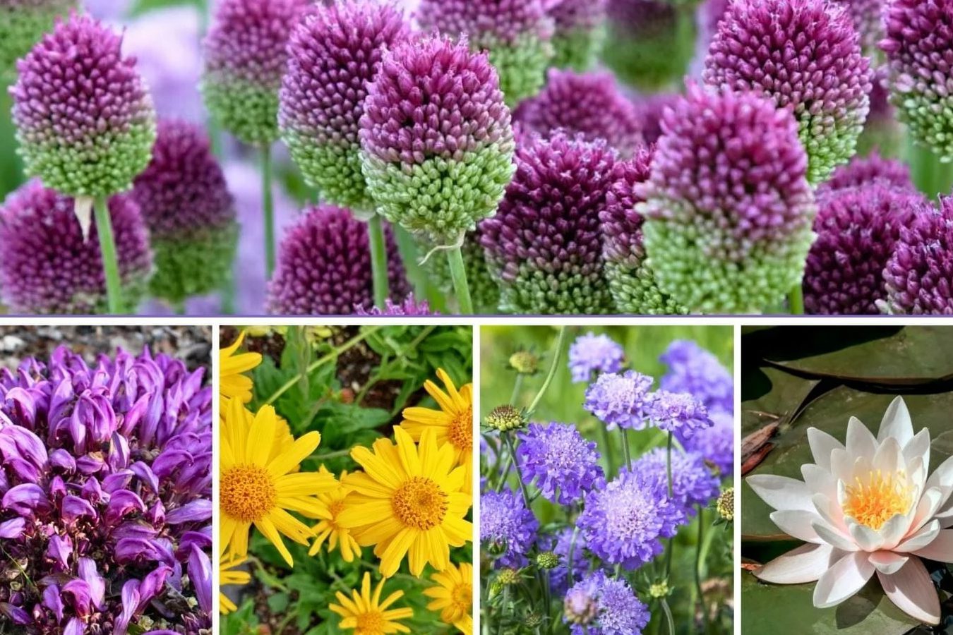 30 autohtonih francuskih cveća i divljih cveća kojima se divite