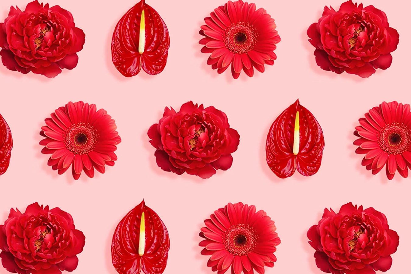 75 vrsta crvenog cveća sa imenima, slikama i savetima za uzgoj