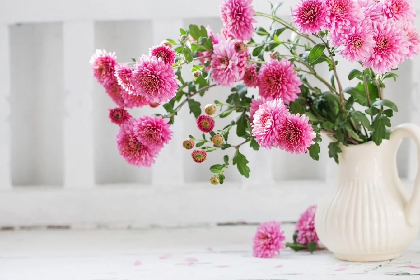Cveće hrizanteme: njihovo značenje i simbolika po boji