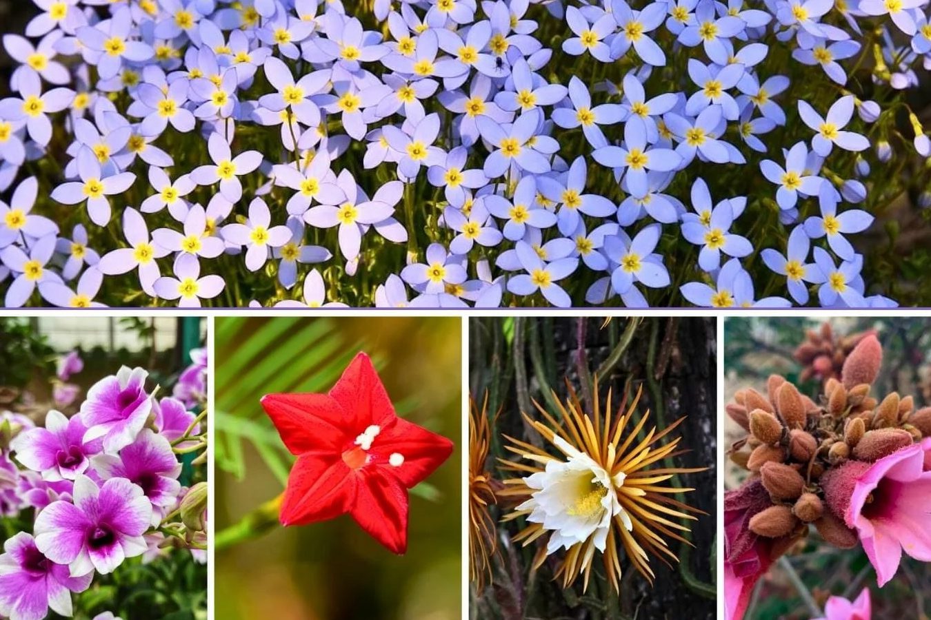 Cveće koje počinje slovom ‘K’: 27 prelepih sorti kojima se treba diviti