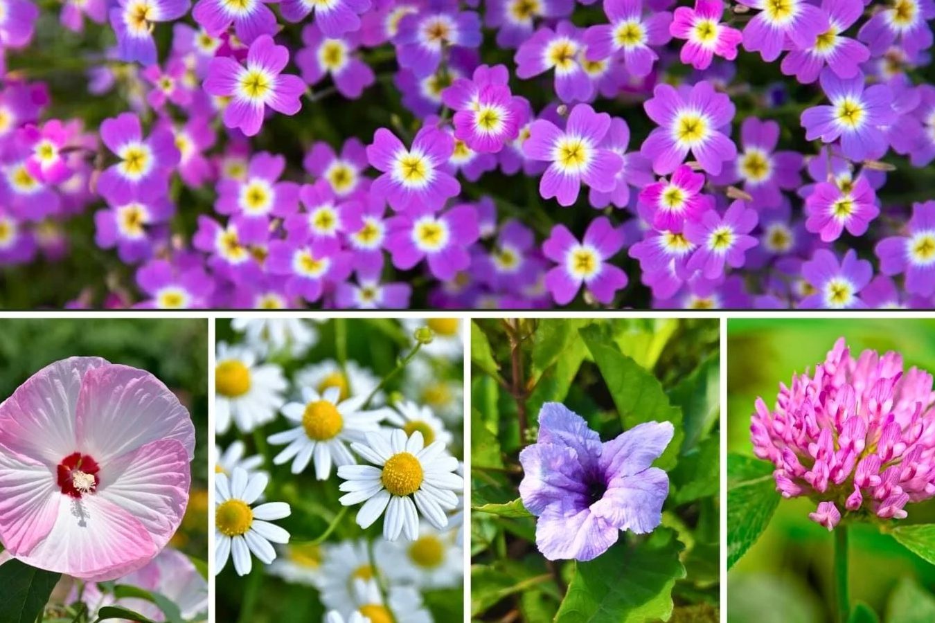 Cveće koje počinje slovom ‘R’: 50 prelepih sorti kojima se divite