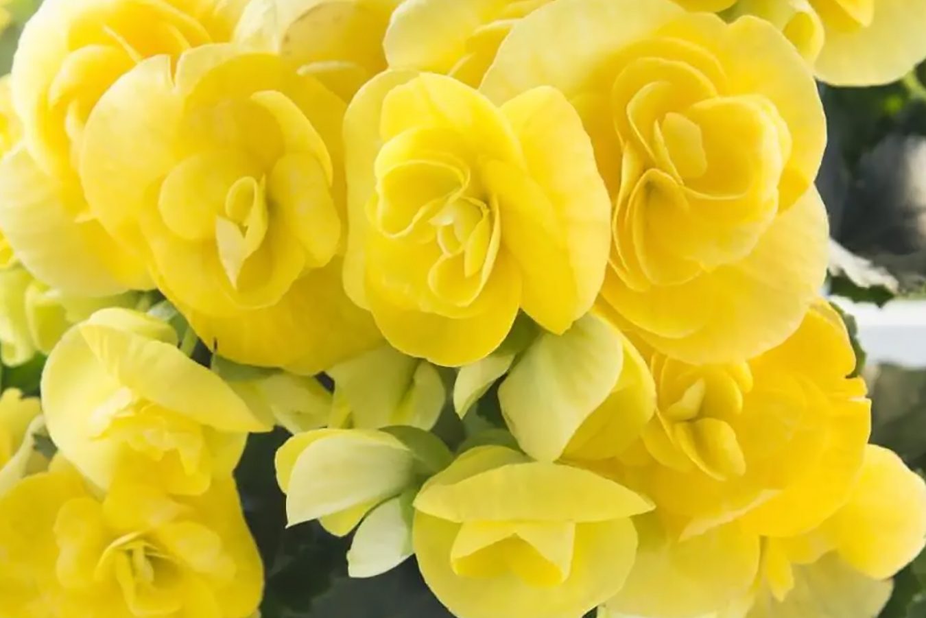55 vrsta žutog cveća za ulepšavanje baštenskog prikaza