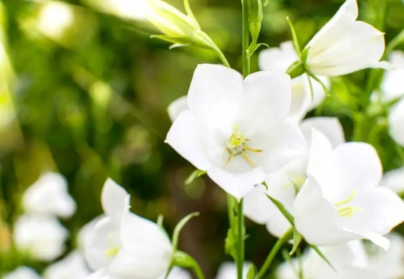 75 vrsta belog cveća sa imenima i slikama