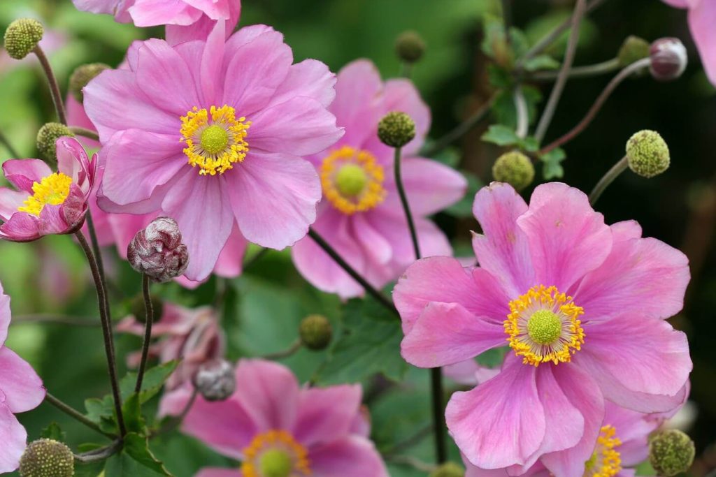 Briga o anemoni kako djubriti za zdravo obilno cvetanje