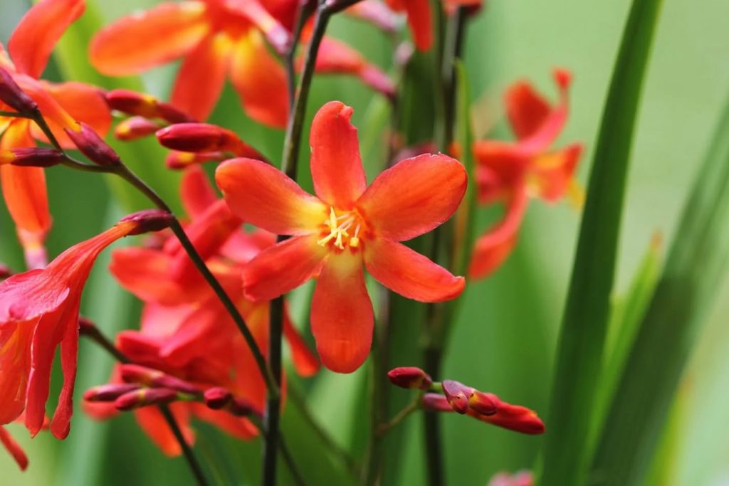 Crocosmia Otkrijte njihovo znacenje na jeziku cveca