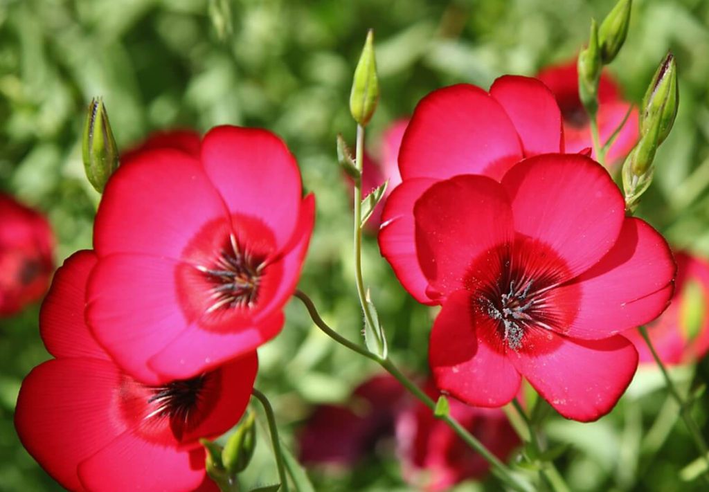 Cvetni crveni lan Kako uzgajati Linum Grandiflorum