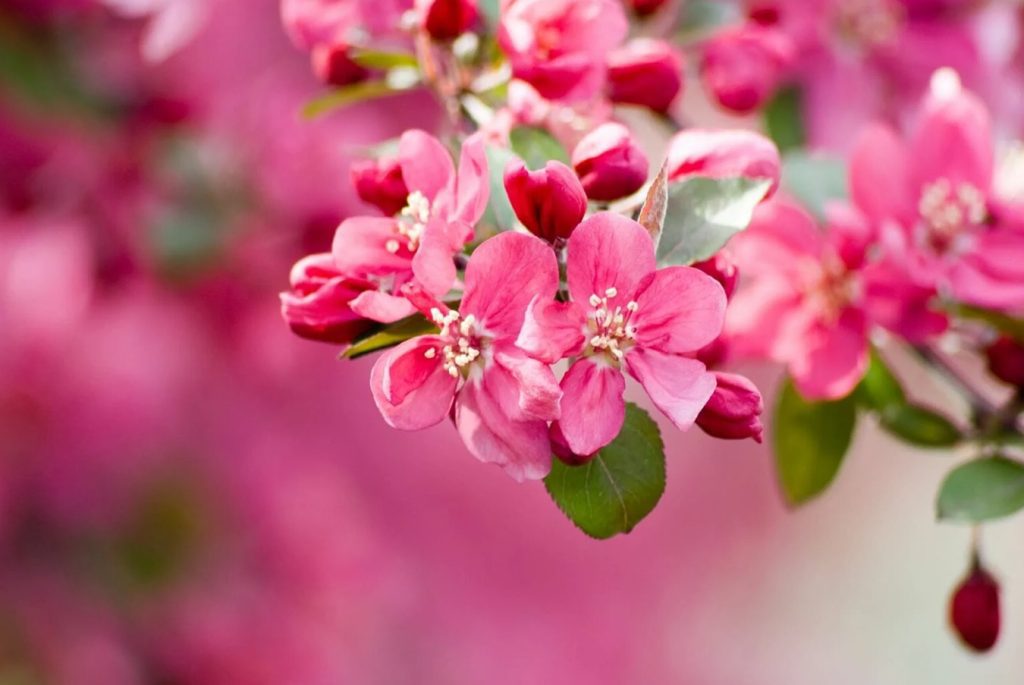 Cvetovi jabuke cvjetni amblem ljubavi i obnove