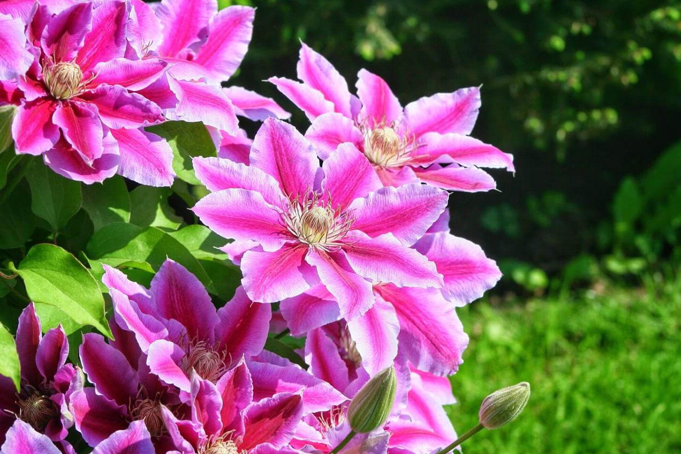 Đubrenje klematisa: osnovni saveti za spektakularno cvetanje