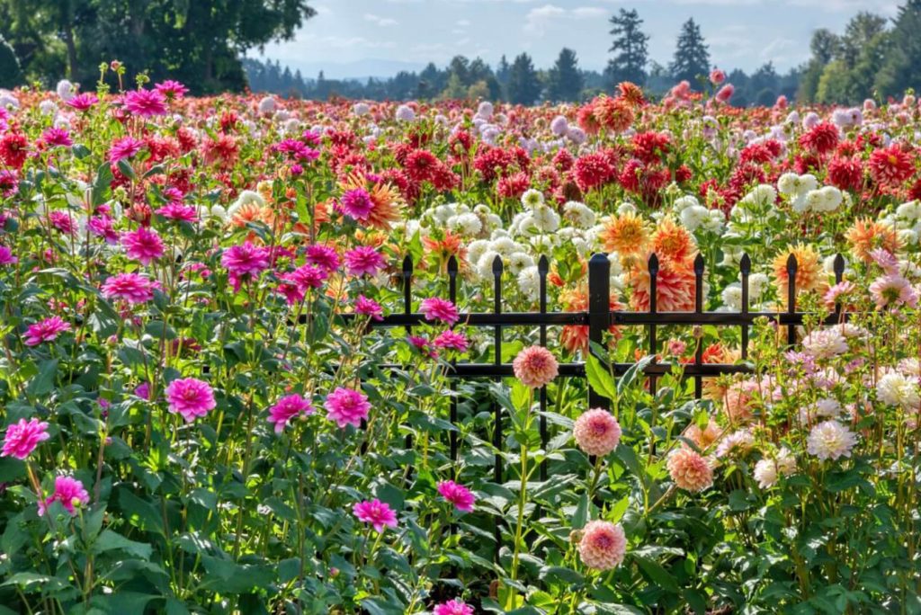 Dahlia Gardening Vrhunski vodic za uzgoj za pocetnike