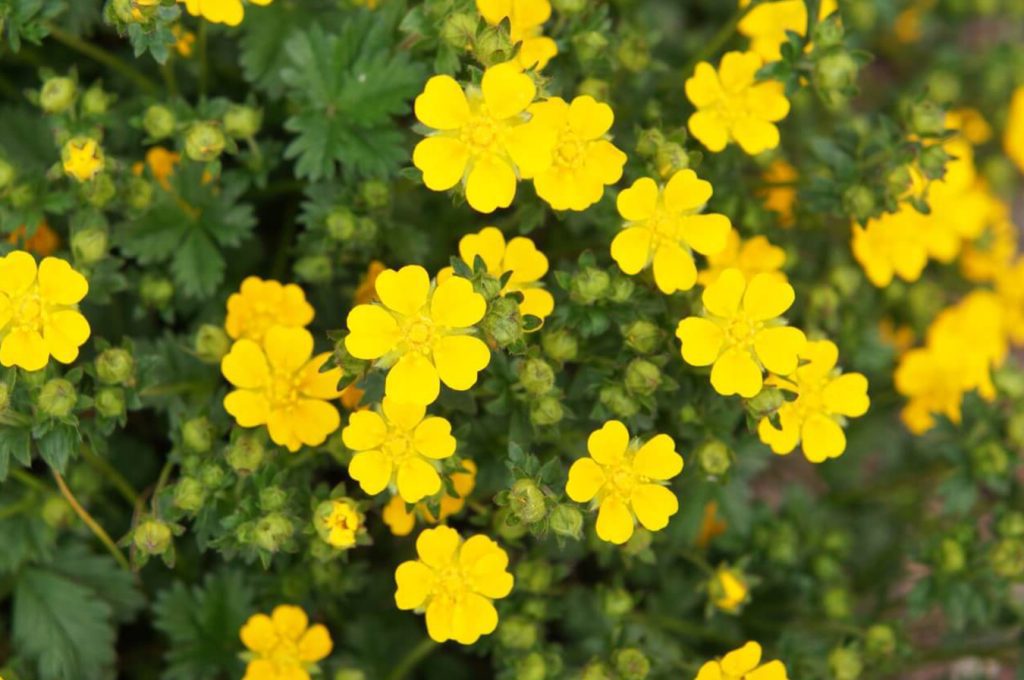 Gold Drop Potentilla Vas vodic za uzgoj Potentilla Fruticosa