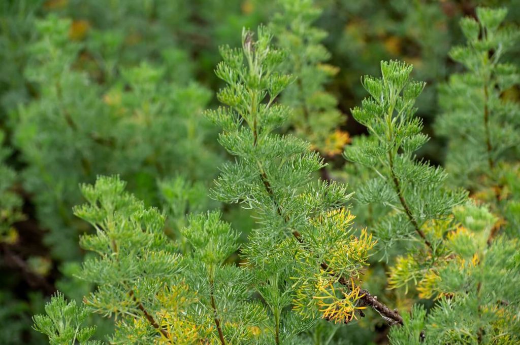 Ispod lisca Southernvoodova bogata tapiserija znacenja