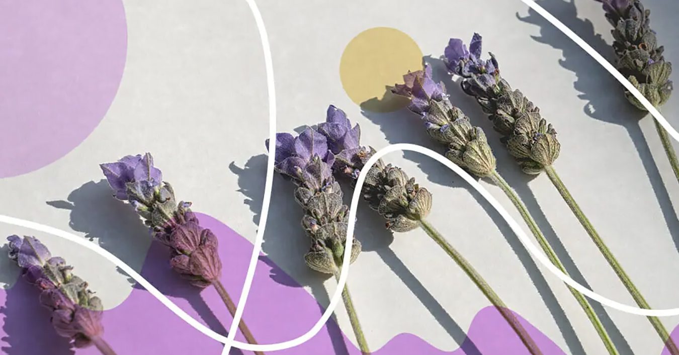 Ljubičasti parfemi: 20 najmirisnijih ljubičastih cvetova za vašu baštu