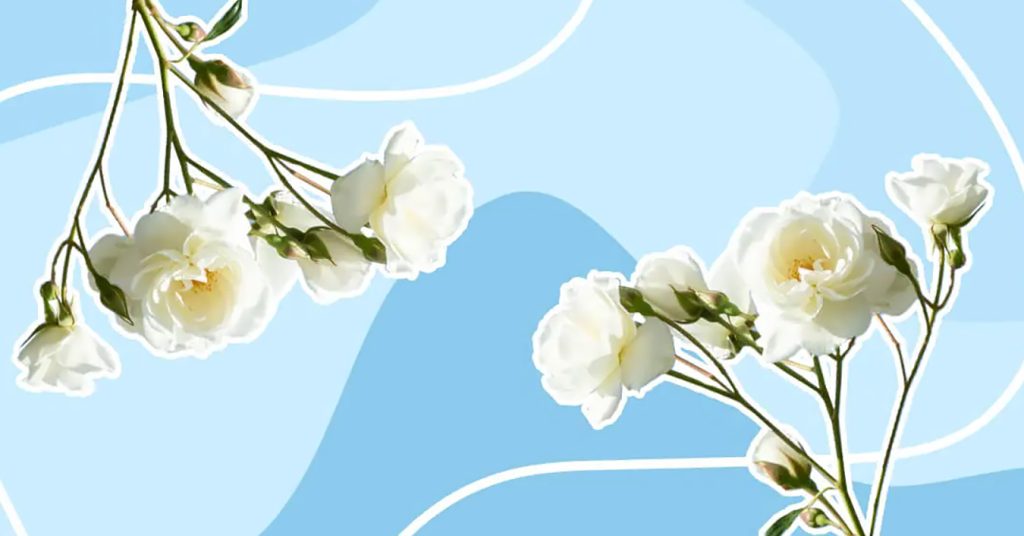 Mirisne lepotice belih cvetova sa neodoljivim mirisima