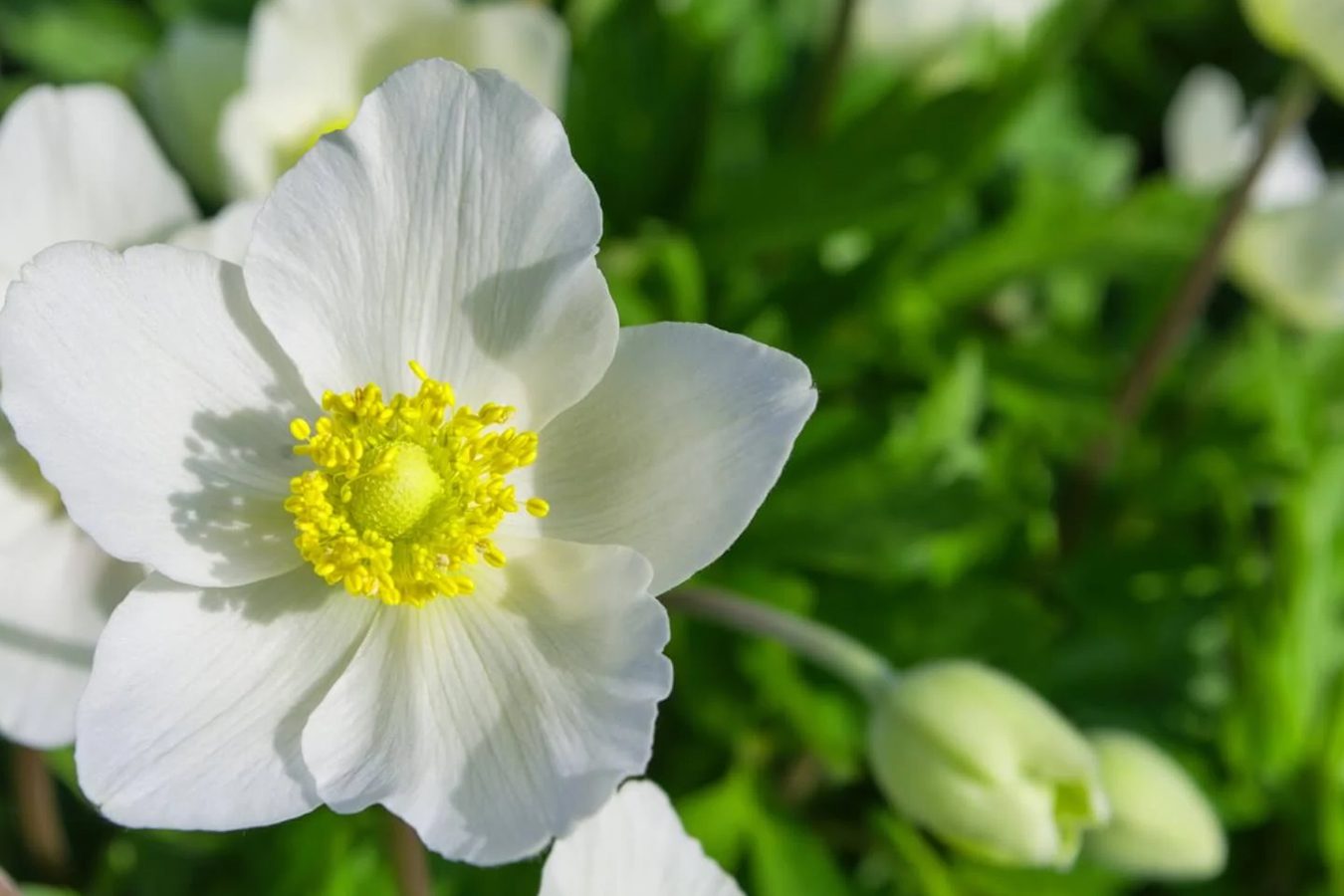 Nega cveća anemone: kada i kako zalivati