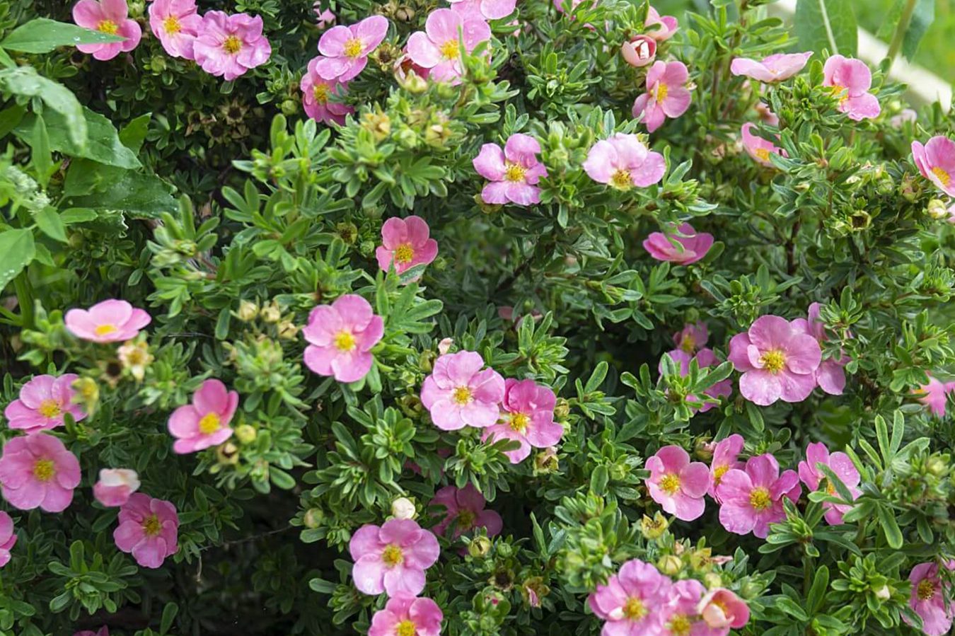 Nega grmljastog petokrilca: saveti za bujnu ružičastu beauti potentilla