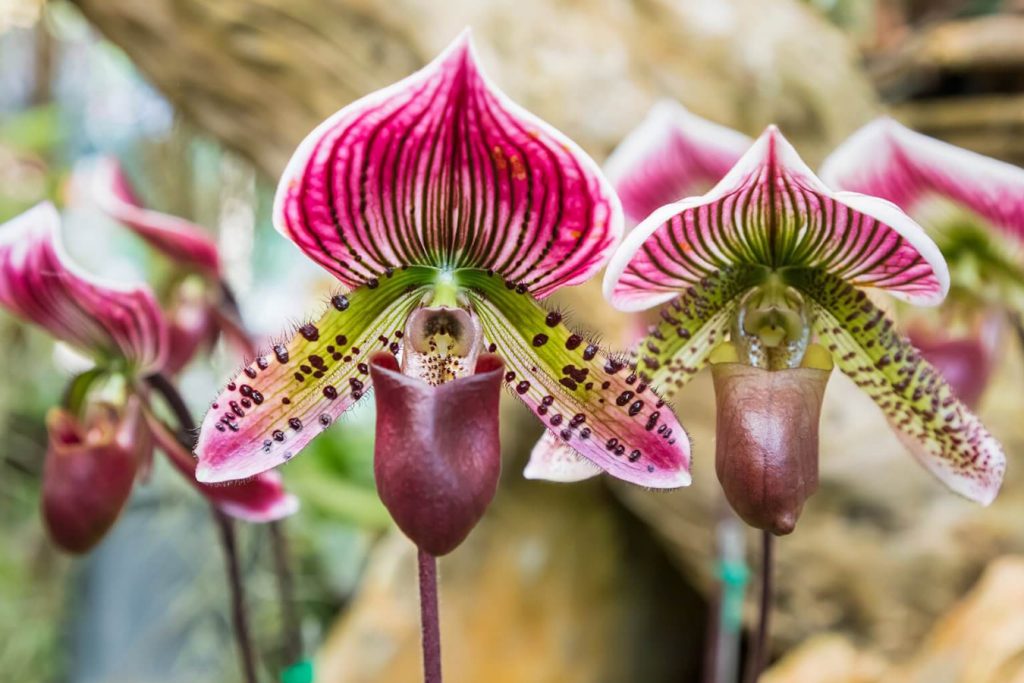 Od mita do modernosti trajni simbolizam zenskih orhideja papuca