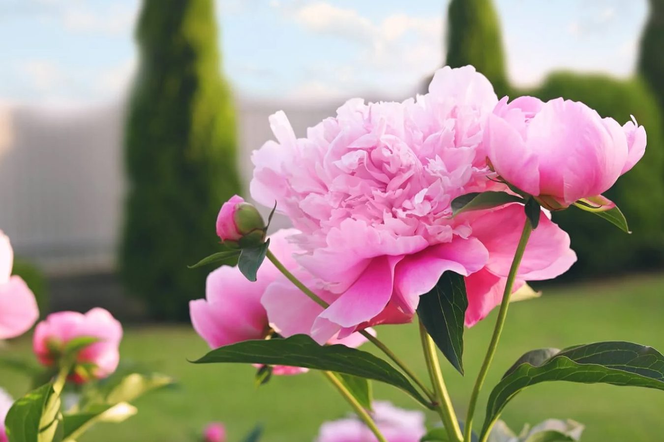 Optimalno zemljište za božure: obezbedite da vaše cveće cveta!