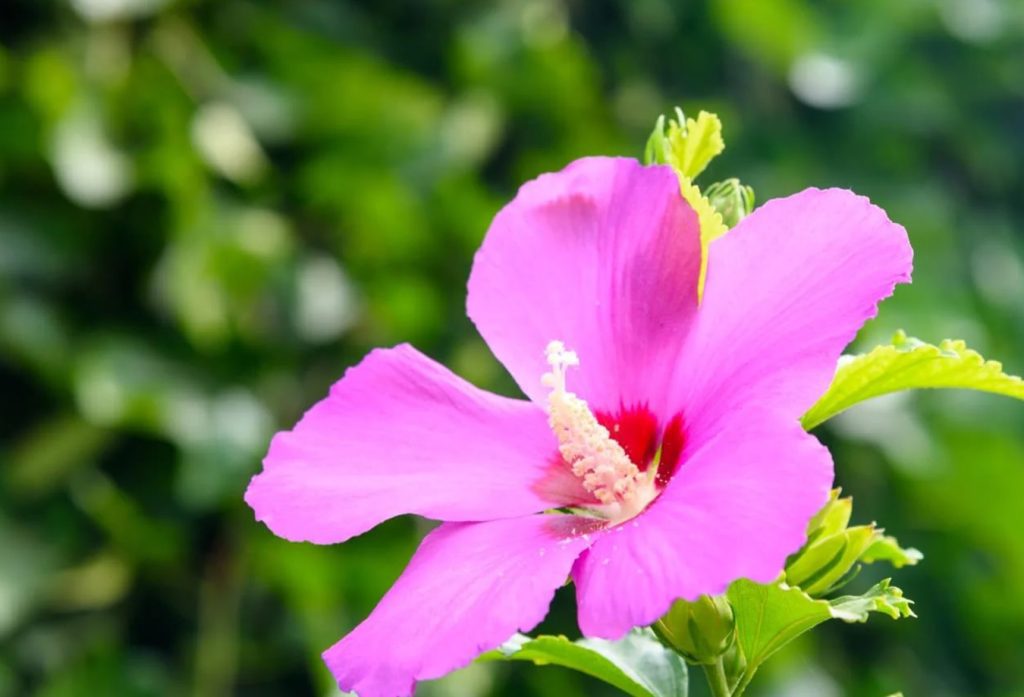 Ruzicasti hibiskus Kako da Osnovni saveti za uzgoj Siriacusa