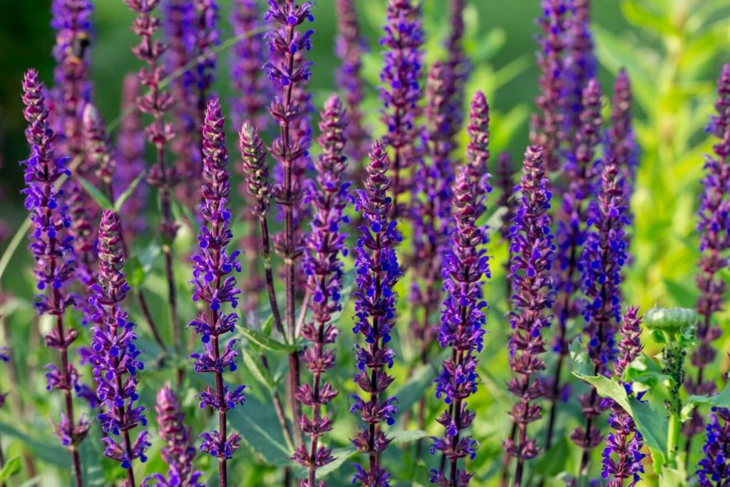 Salvia nemorosa Bastovanstvo uzgajanje cveca sumske zalfije