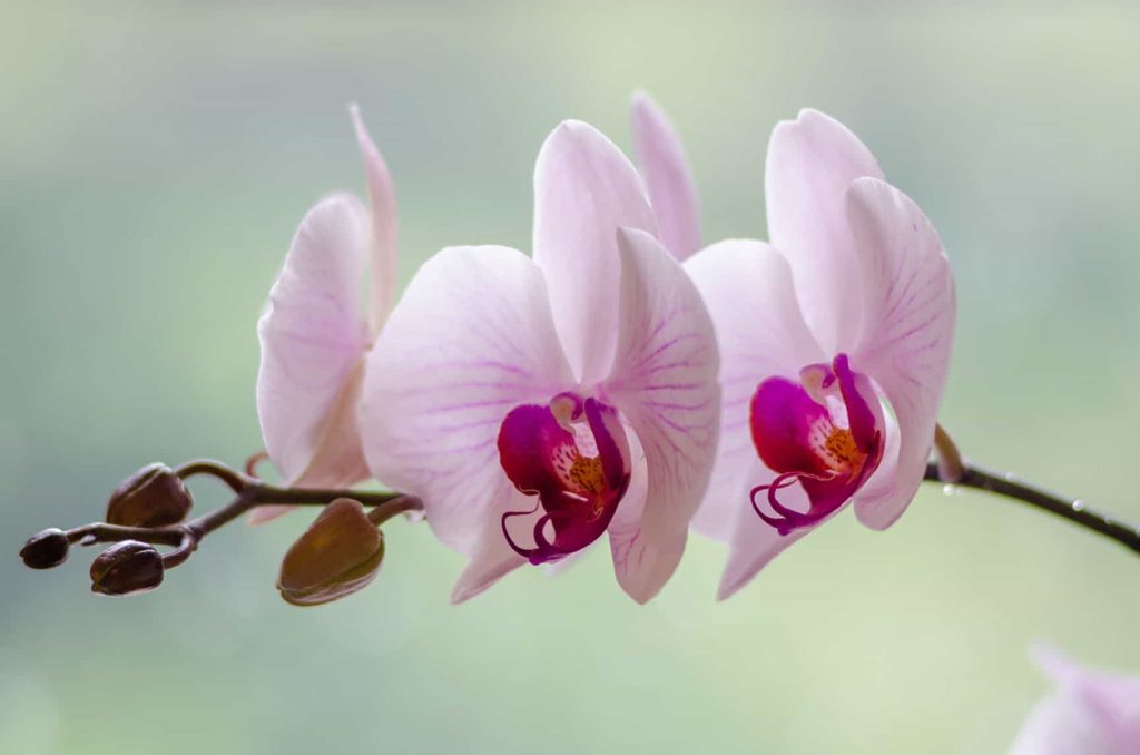 Sve o orhidejama uvid u njihovu simboliku i znacaj