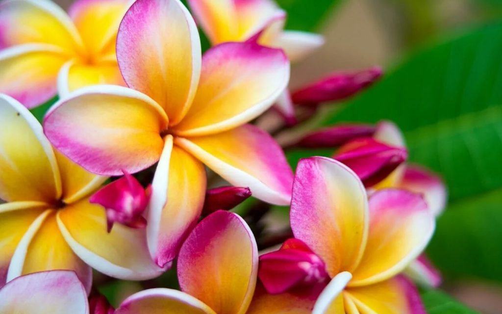 Uzgajajte Plumeriju kao profesionalac Osnovni saveti za savrseni Frangipani