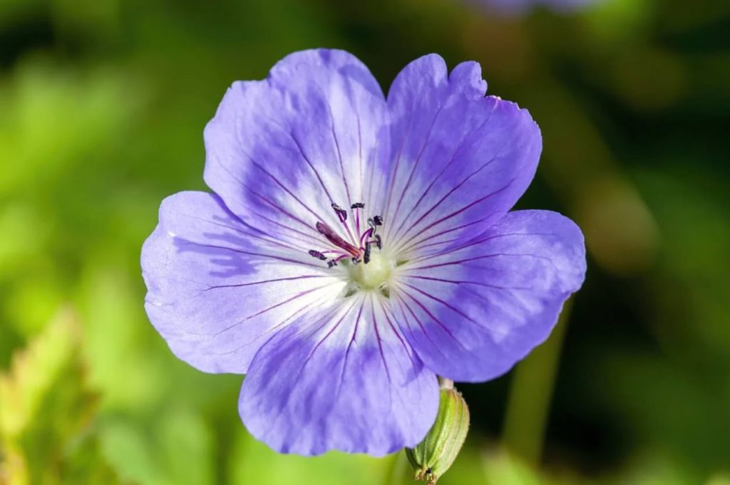 Vodic za Geranium Rozanne Kako uzgajati zivahno cvetanje