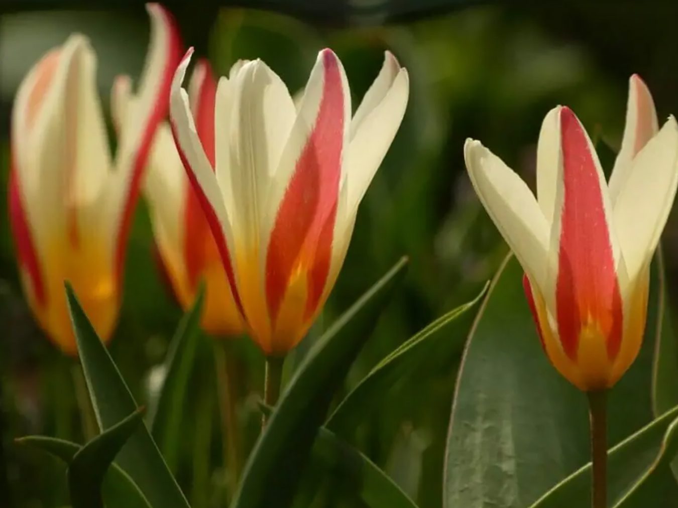 Domaće dame lale: vodič za početnike za tulipa kluzijana